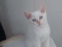 Red point british shorthair yavrumuz
