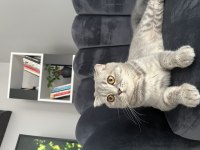 Scottish fold