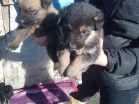 Alman anne malinois baba dan yavrular