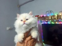 Harika Erkek İran Kedisi Bebeğimiz