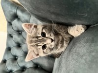 British shorthair oğlumuz yeni ailesini arıyor