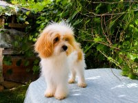 SÜTLÜ KAHVE TADINDA KORE MALTİPOO YAVRU