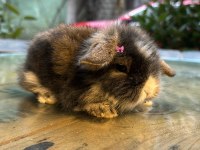 Hollanda Lop Tavşanı Yavrular Gönderim Var