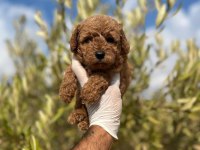 Sağlıklı Poodle Yavrular