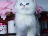 Mavi Göz NS1133 British Shorthair