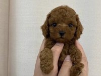 Irk Garantili Toy Poodle