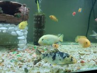 koi japon 14 15 cm