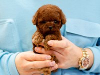 SAFKAN A KALİTE TOY POODLE BEBEKLERİM