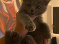 Scottish Fold Yavrular