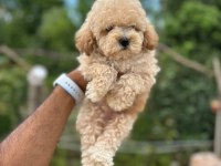 Maltipoo yavru köpeklerimiz