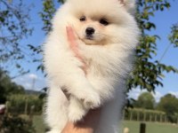 KUSURSUZ KARBEYAZ AYI SURAT POMERANİAN BOO