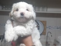 3 adet yavru terrier