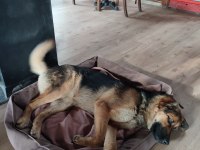 Alman kurdu kırması tatlı kız