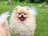 Pomeranian erkek