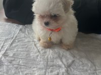 Muhteşem Güzellikte Show Kalite Maltese Terrier Yavruları