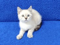 YENİ YUVASINA GİTMEYE HAZIR  BRİTİSH PONÇİK