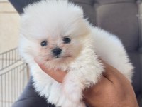 Kg garantili cep boy pomeranian yavrular max 2 kg