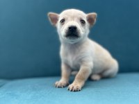 Pinscher şivava yavrular