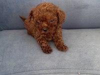 KORE KAN WC EĞİTİMLİ TOY POODLE YAVRULARI