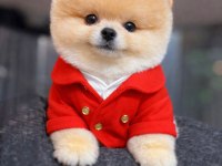 Dişi erkek teacup teddy bear garantili pomeranian yavrularım