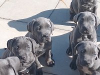 Blue cane corso yavrular