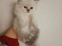 İran Persian yavrularımız