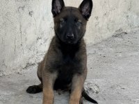 A Kalite Erkek Ve Dişi Belçika Malinois