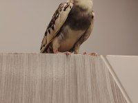 4 aylık ful evcil sultan papağanı