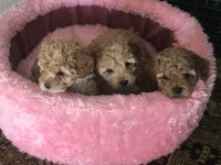 Oyuncu poodle yavrularımız