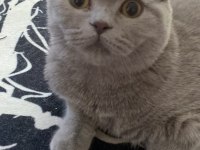 Erkek british shorthair kedimize dişi eş arıyoruz