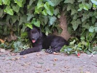 ALMAN ÇOBAN KÖPEĞİ YAVRULARI