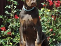 Kızıl doberman sevenlere