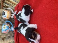 BEAGLE BİGIL