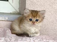 Golden Ny 12 Renkli Gözlü Güzel Bebek Prenses Kedimiz