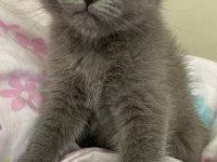 Oyuncu british shorthair kızlar kaliteli yavrular