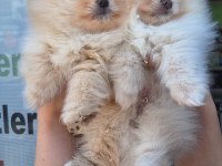 Pomeranian boo yavrular