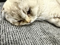 Scottish Fold Kedisi 2 Aylık