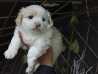 Yeni yuvalarına gitme hazır köpekler