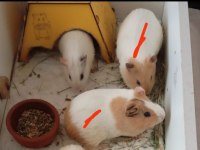 Yavru ginepig