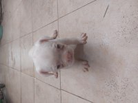 French bulldog yavrular 45 günlük