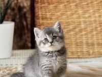 Sevimli Brıtısh Shorthair Yavrular 