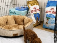 Ev Üretimi Tertemiz Garantili Toy Poodle