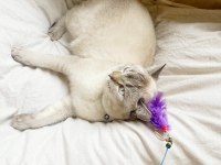 1.5 yaşında kısırlaştırılmış blue point british shorthair