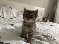 Minik Yavru Kediye Ömürlük Yuva (tuvalet eğitimli)