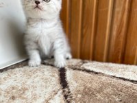 British shorthair silver point 2 aylık dişi