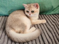 Yeşil gözlü blue golden erkek british shorthair