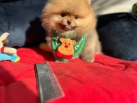 ORİJİNAL POMERANİAN BOO SHOW KALİTE YAVRULAR
