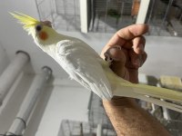 Yeme düşmüş sultan papağanı