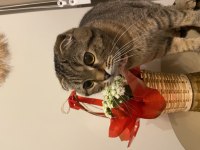Badem Scottish Fold Kız