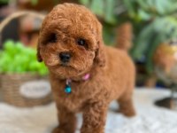LİTTLEPAWS FARKIYLA ORJİNAL RED TOYPOODLE